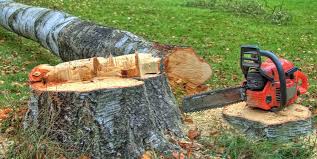 Best Tree Disease Treatment  in Elmer, NJ