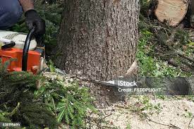 Best Hedge Trimming  in Elmer, NJ