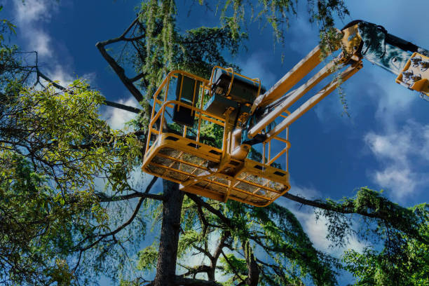 Best Seasonal Cleanup (Spring/Fall)  in Elmer, NJ