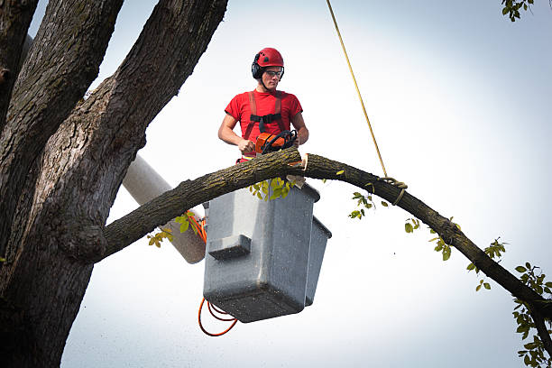 Best Aeration Services  in Elmer, NJ