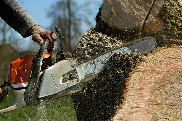 Best Pest Control for Lawns  in Elmer, NJ