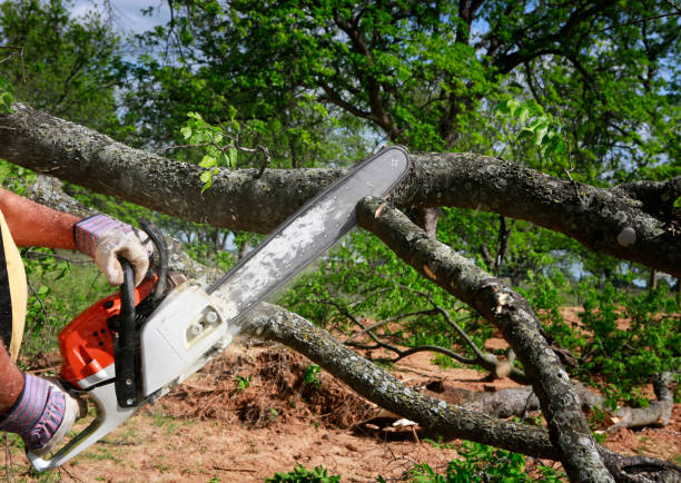 Best Firewood Processing and Delivery  in Elmer, NJ